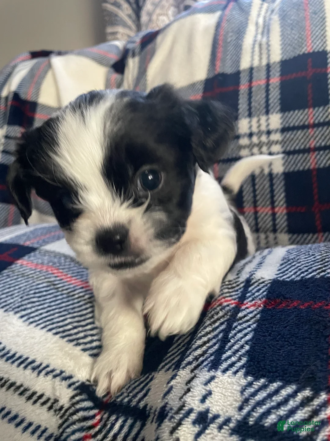 Mixed Breed dogs for sale: Cocoa - Ad 2