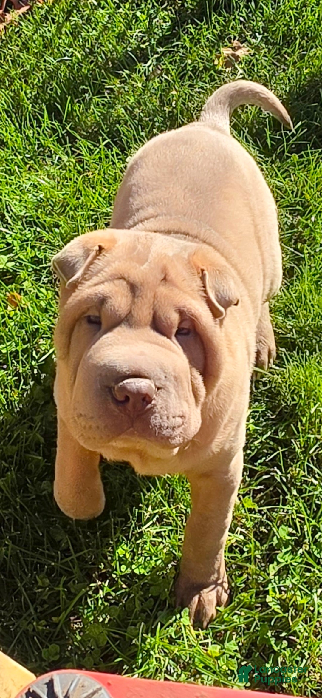 Shar Pei dogs for sale: Larry  - Ad 1
