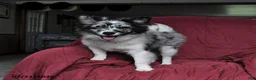 Pomsky dogs for sale: Teddy - Ad 5