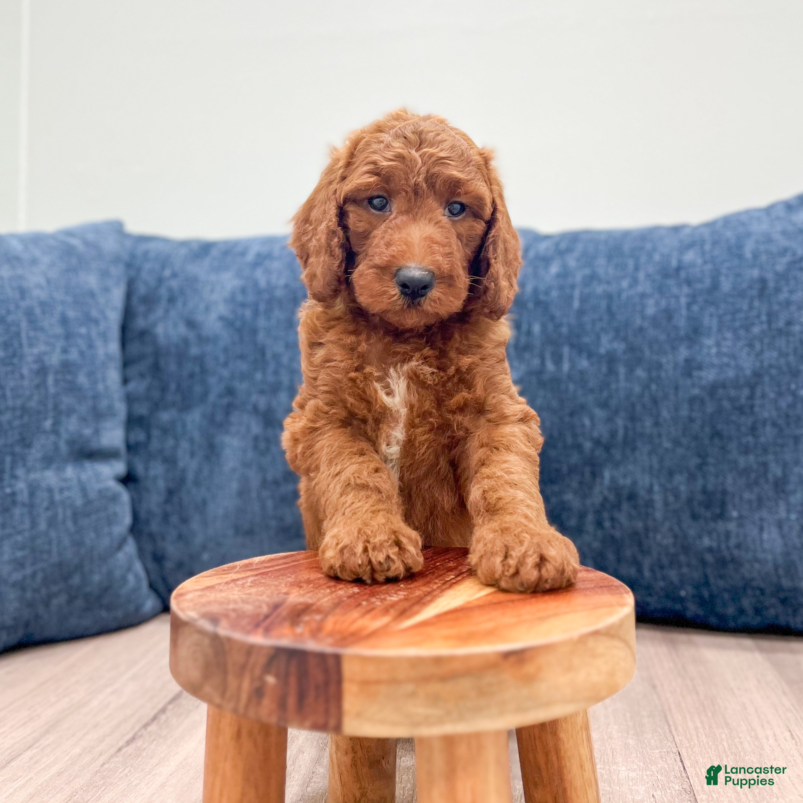 Mini Goldendoodle dogs Odie - Ad 2