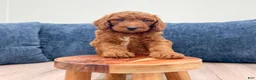 Mini Goldendoodle dogs for sale: Odie - Ad 2