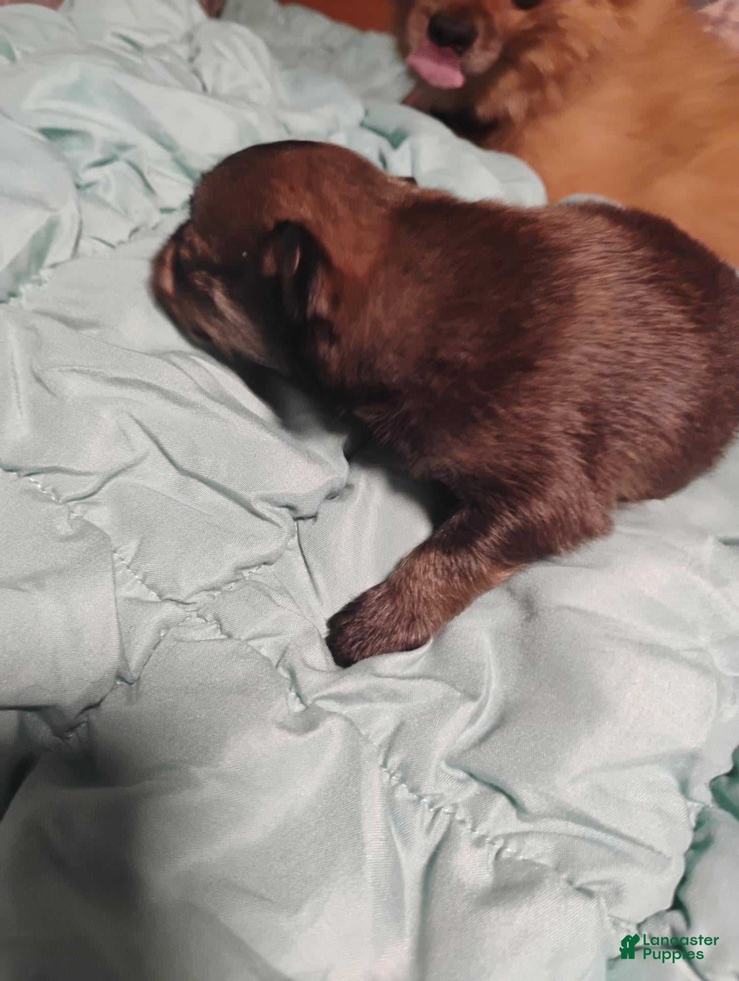 Pomeranian dogs Pomeranian 2 - Ad 37