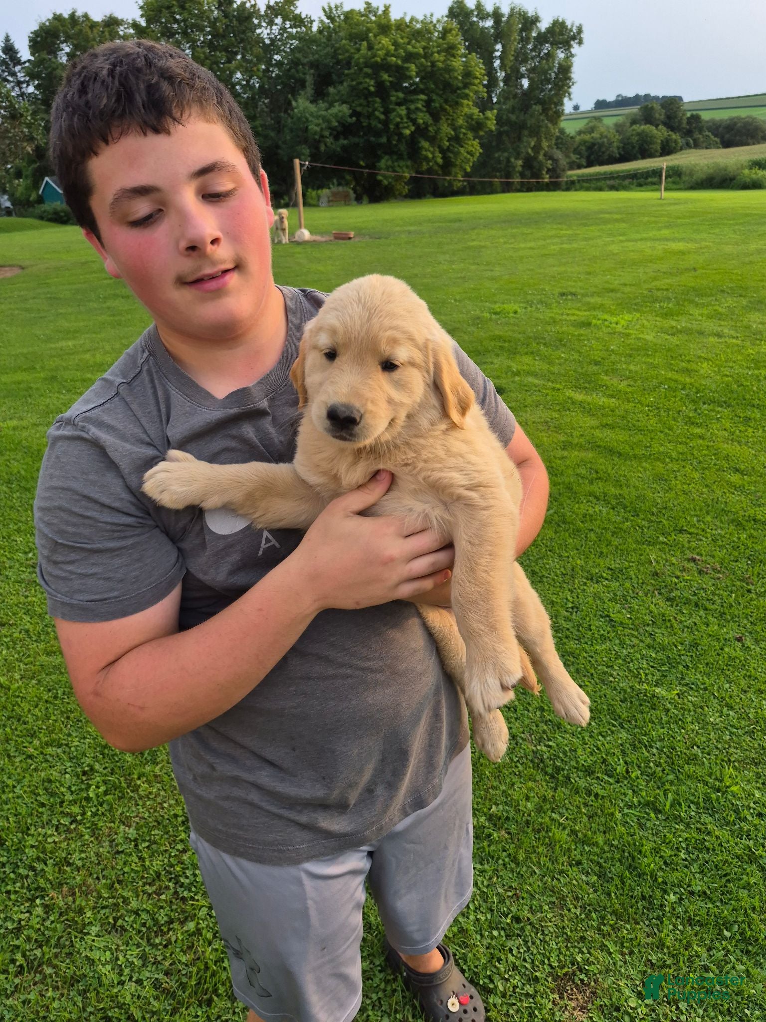 Golden Retriever dogs for sale: Golden Retriever 3 - Ad 2