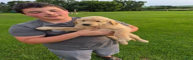 Golden Retriever 3