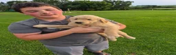Golden Retriever dogs for sale: Golden Retriever 3 - Ad 1