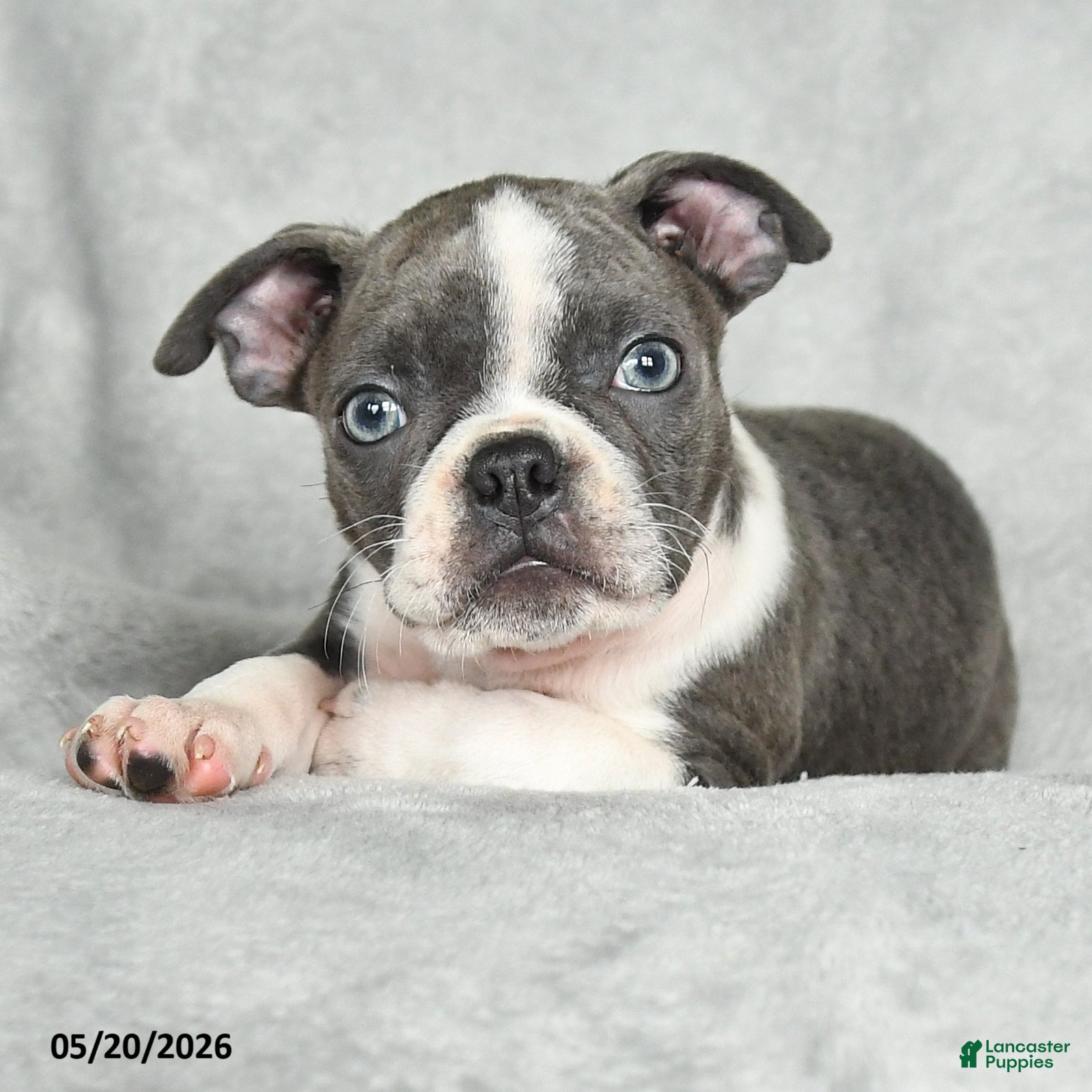Boston Terrier dogs Tristian - Ad 2
