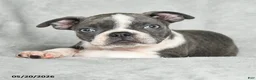 Boston Terrier dogs for sale: Tristian - Ad 2