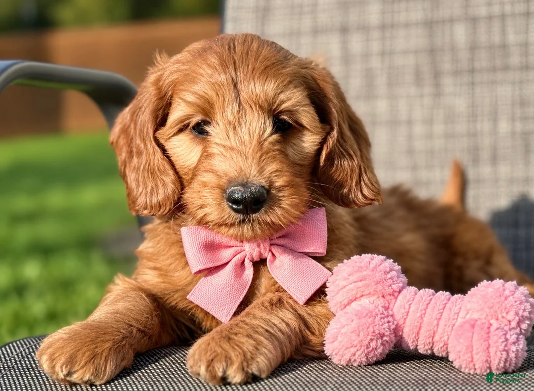 Mini Goldendoodle dogs for sale: Mini Goldendoodle 2 - Ad 1