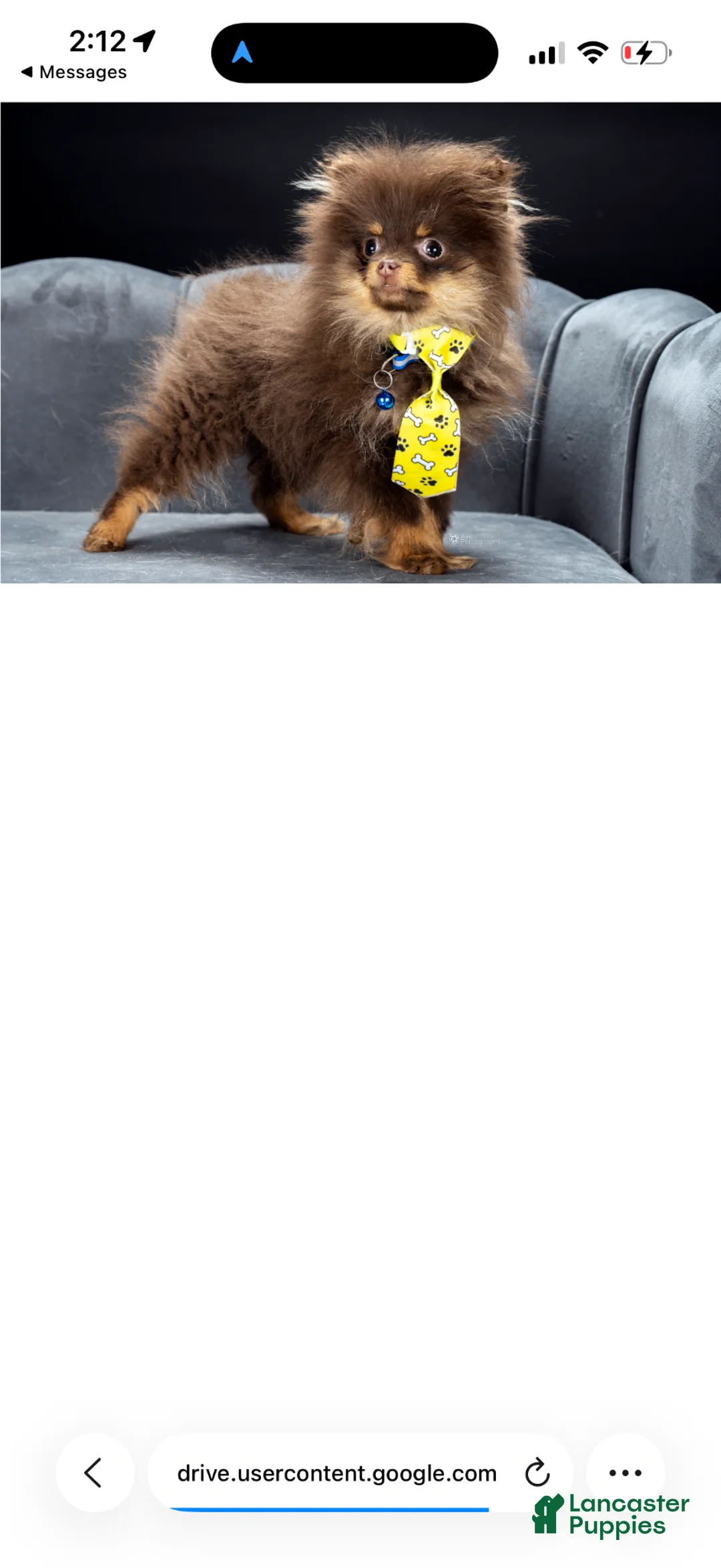 Pomeranian dogs for sale: MICRO TEACUP SCAR - Ad 5