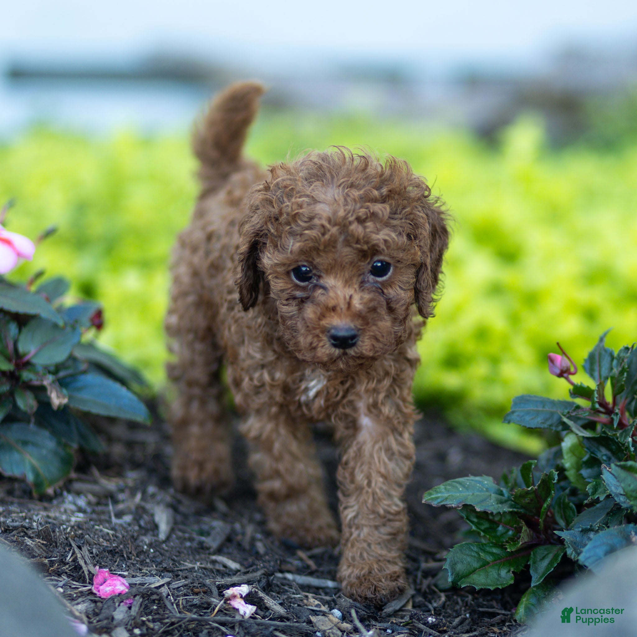 Toy Poodle dogs Gertie Toy Poodle  - Ad 2