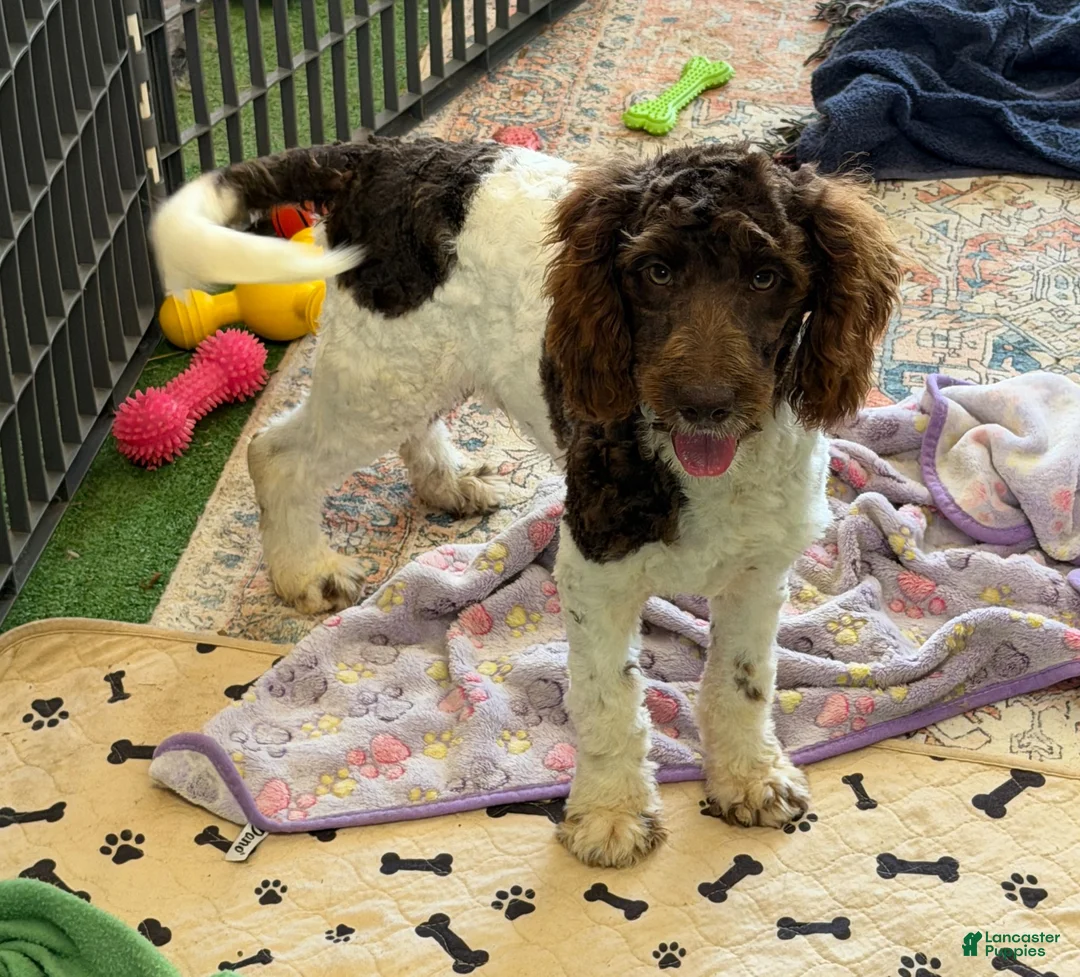 Mini Goldendoodle dogs for sale: Maxx - Ad 3