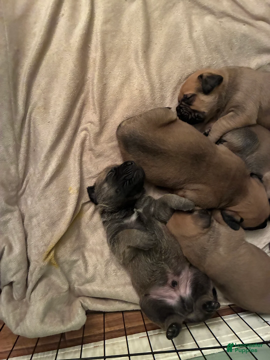 English Mastiff dogs for sale: English Mastiff Puppy 2 - Ad 3