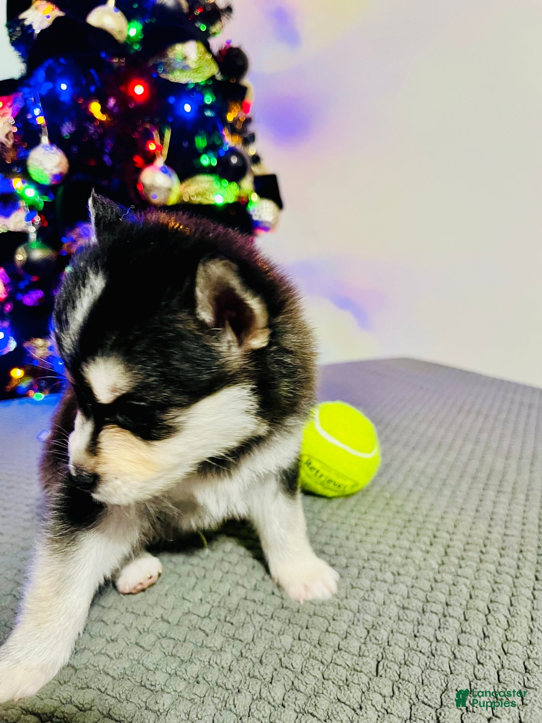 Pomsky dogs for sale: Brutus - Ad 4