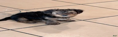 Yorkshire Terrier 2