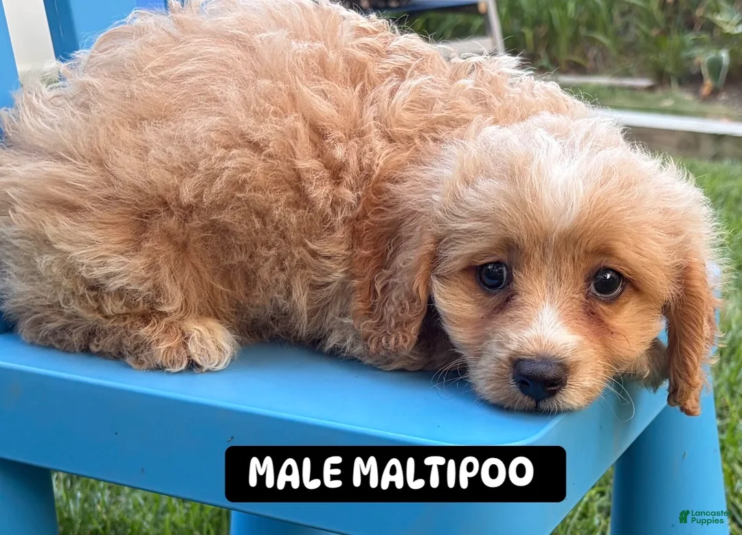 Maltipoo dogs for sale: Maltipoo 1 - Ad 1