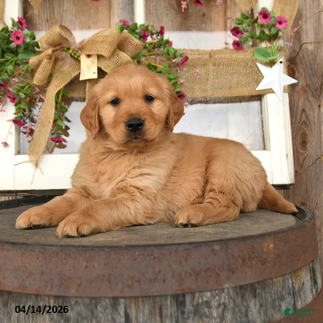Golden Retriever dogs for sale: Lane - Ad 2