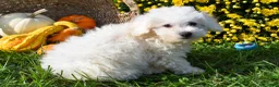 Bichon Frise dogs for sale: Tyler 🐶 - Ad 6