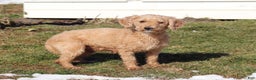 Cavapoo dogs for sale: Rhonda - Ad 7