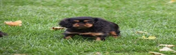 Cavalier King Charles Spaniel dogs for sale: Audrey - Ad 4