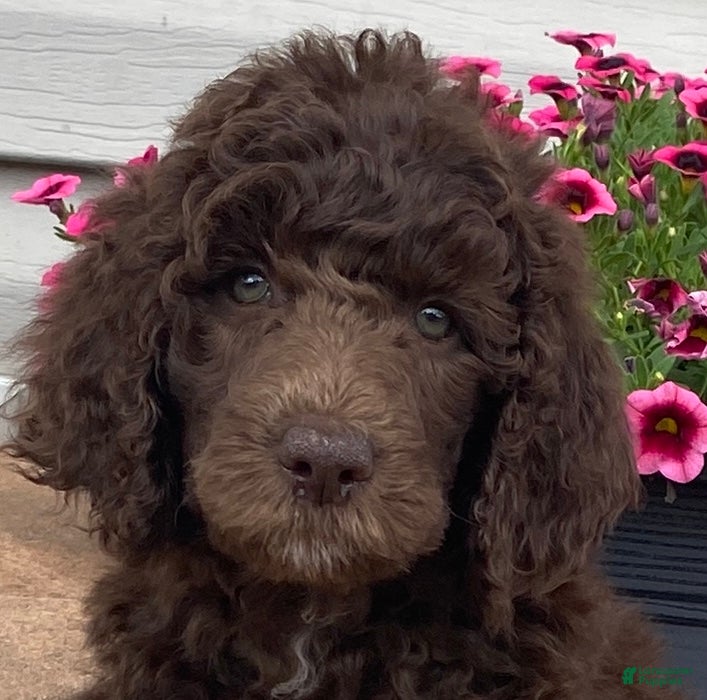 Standard Poodle dogs Tasha- genetic clear - Ad 2