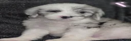 Sheepadoodle dogs for sale: Rose-light pink - Ad 4