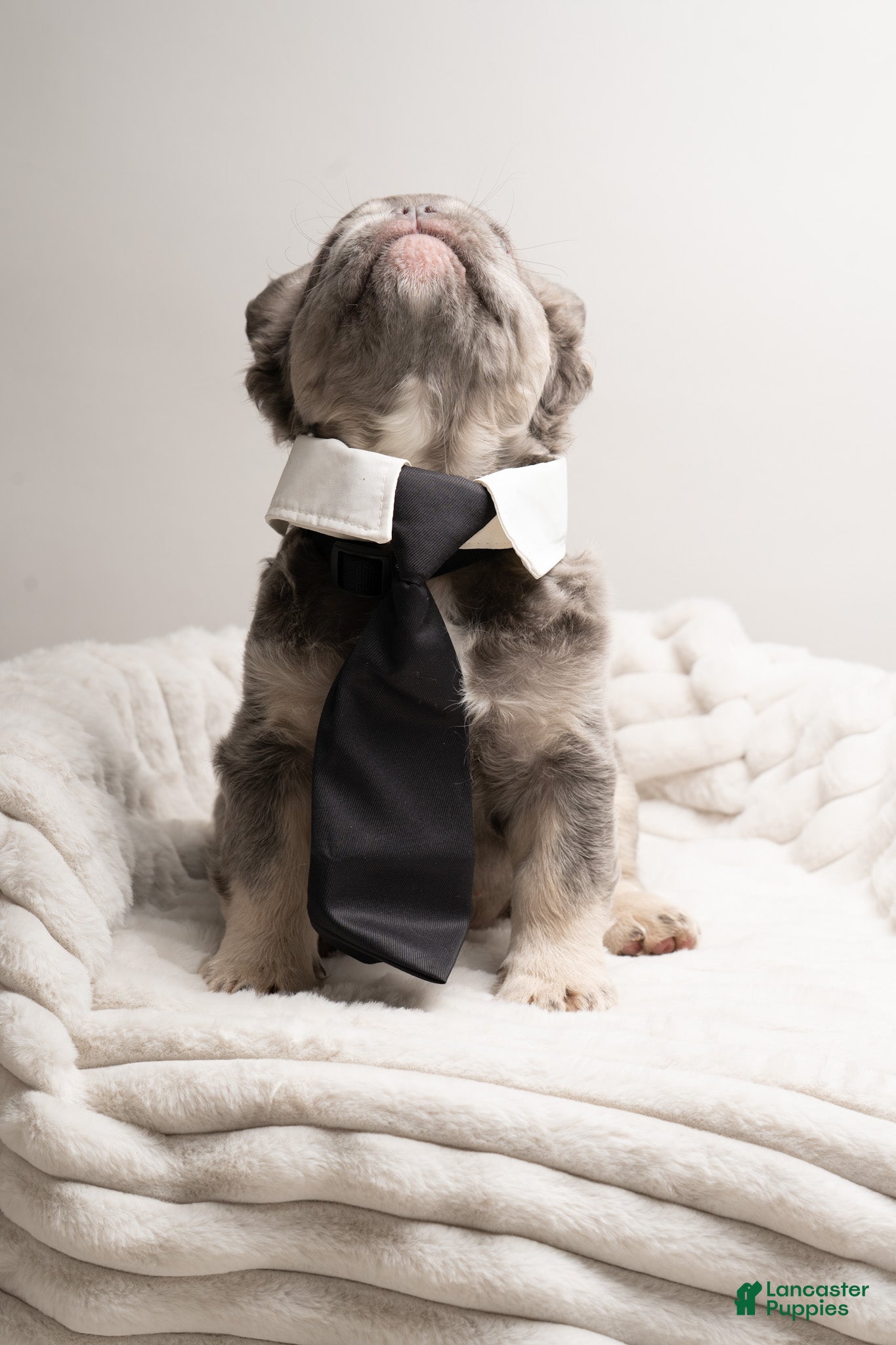 French Bulldog dogs MANGO - Ad 2