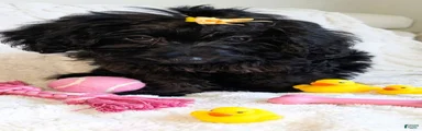 Yorkiepoo female 3 months old puppy 💛