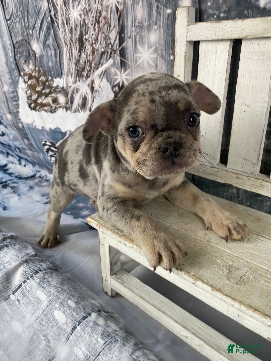 Mixed Breed dogs for sale: Buddy - Ad 12