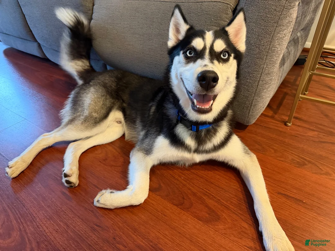 Pomsky dogs for sale: Jet - Ad 2