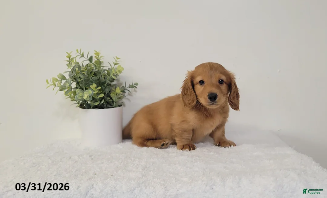 Miniature Dachshund dogs for sale: Bob - Ad 3