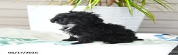 Miniature Poodle dogs for sale: Quirk - Ad 3