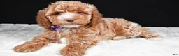 Cavapoo dogs for sale: Cassidy - Ad 1