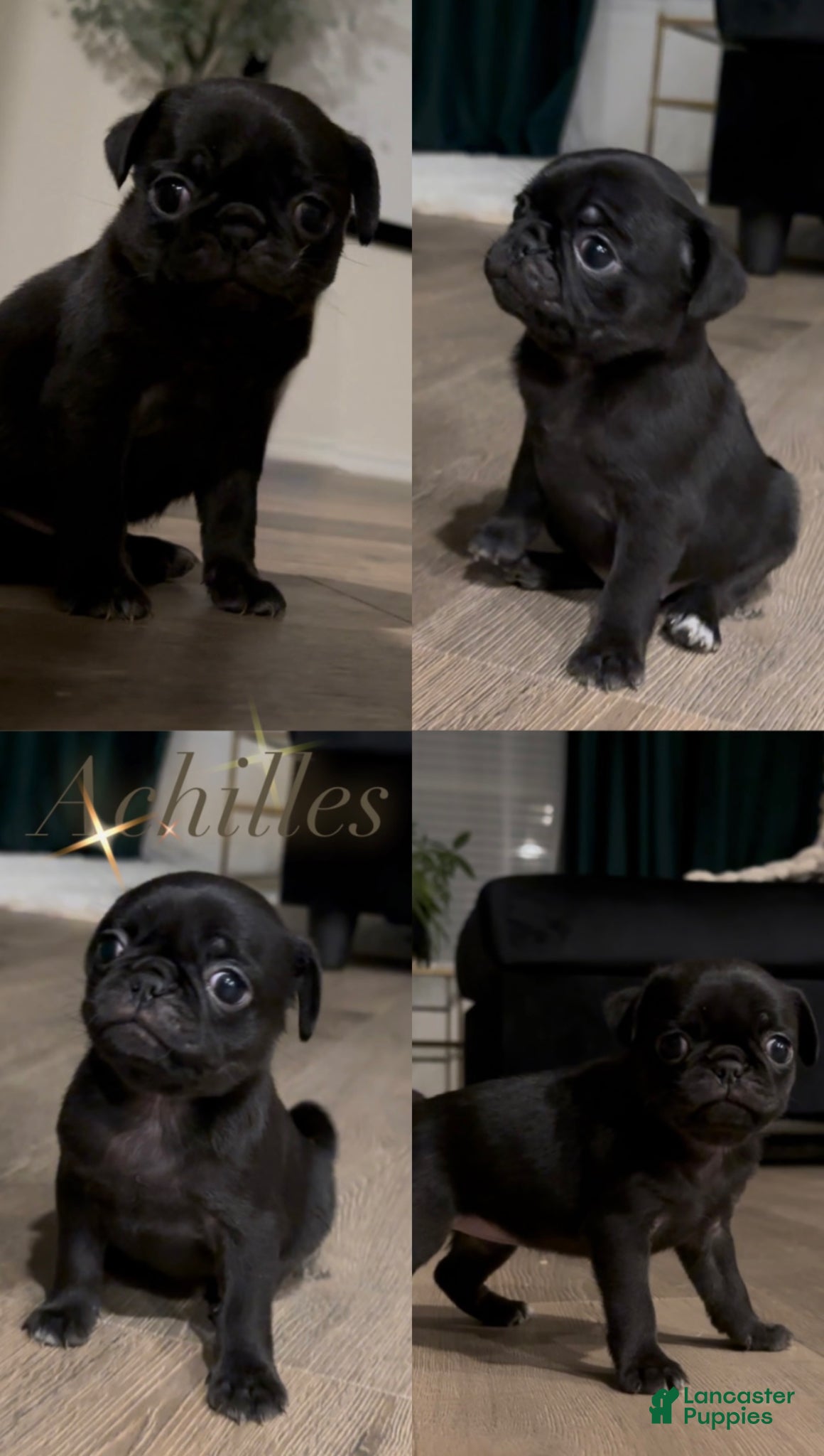 Pug dogs Achilles - Ad 4