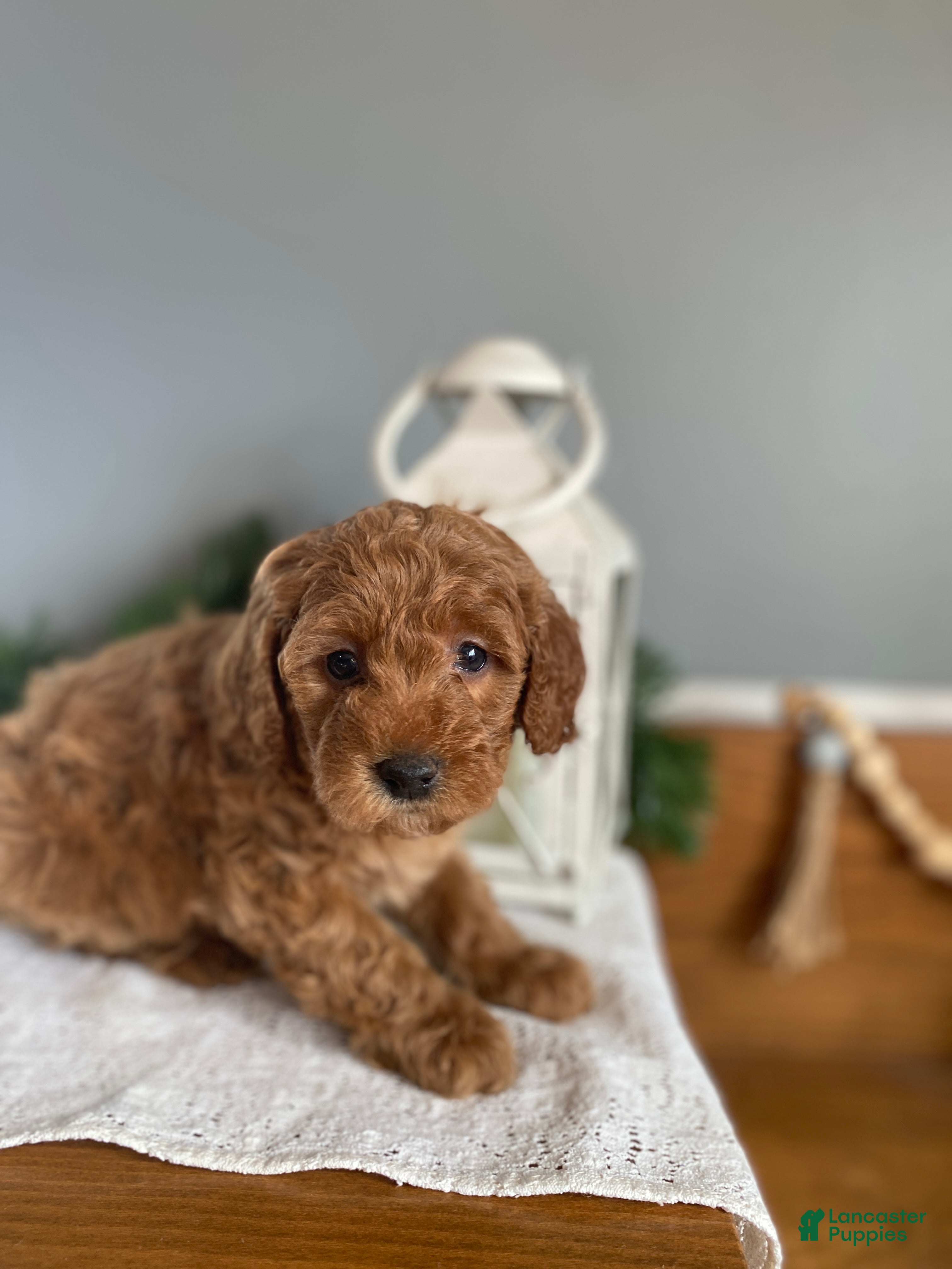 Mixed Breed dogs Carol  - Ad 11