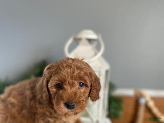 Mixed Breed dogs Carol - Ad 14