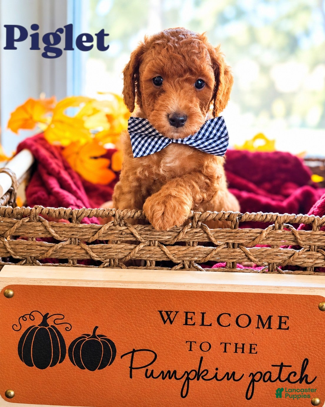 Mini Goldendoodle dogs Piglet - Ad 11