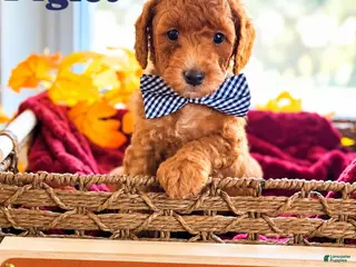 Mini Goldendoodle dogs Piglet - Ad 11