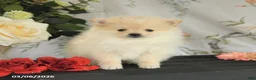 Pomeranian dogs for sale: Benji - Ad 3