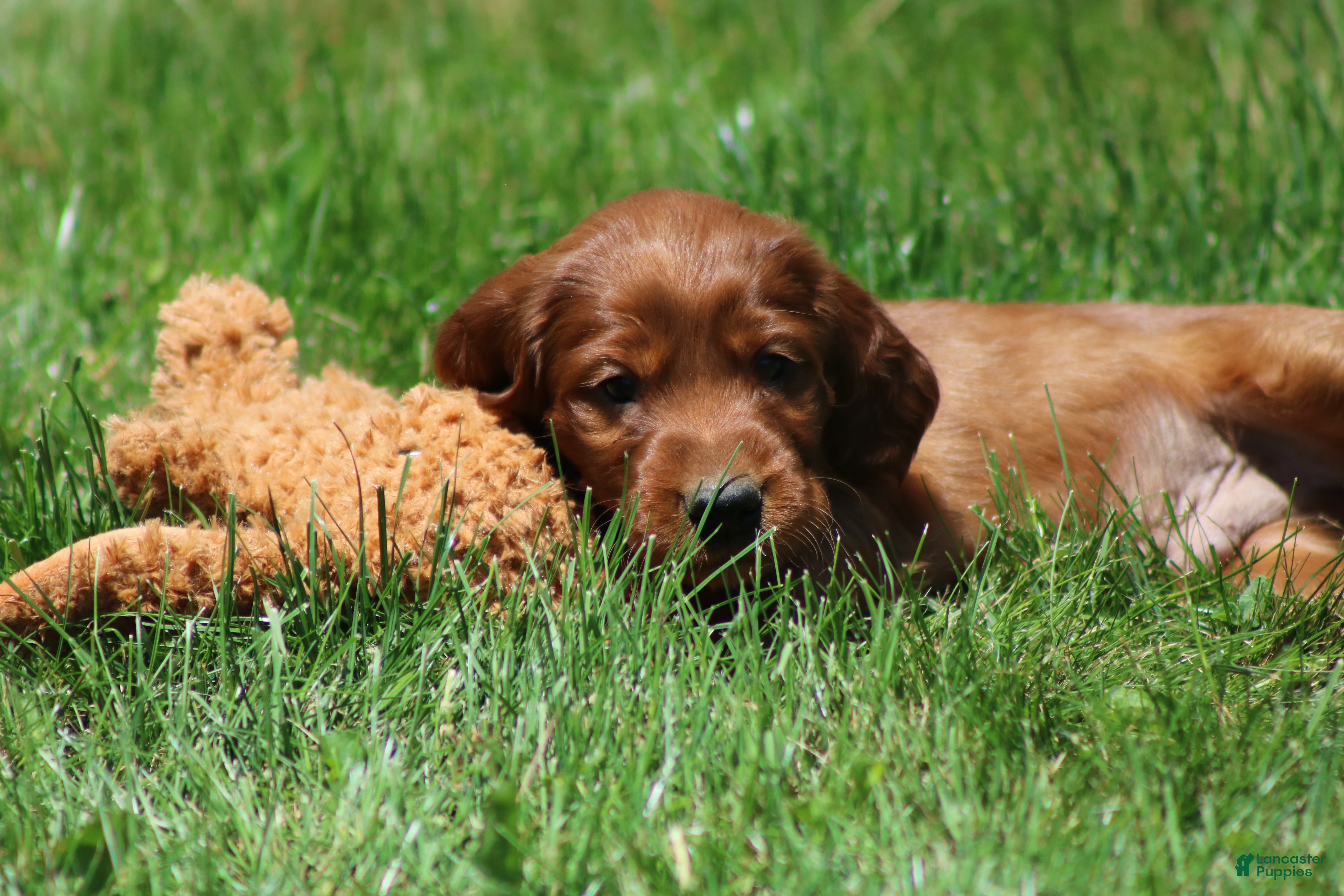 Irish Setter dogs for sale: Ricky - Ad 4