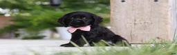 Cocker Spaniel dogs for sale: Beauty - Ad 4