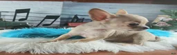 Chihuahua dogs for sale: Nationwide delivery. Teacup fawn boy - Ad 3