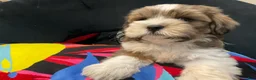 Mixed Breed dogs for sale: LeeLee - Ad 11
