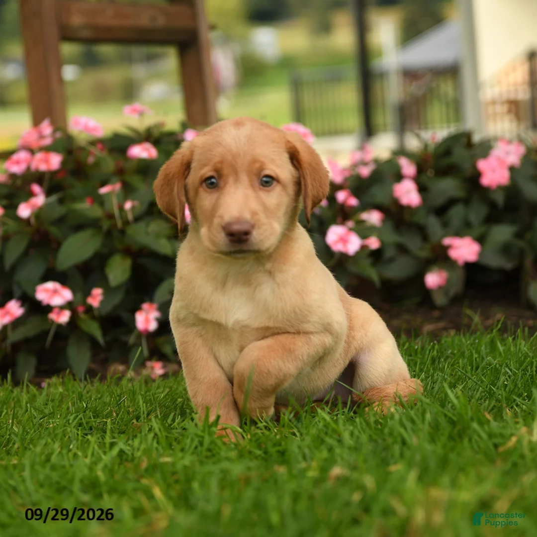 Labrador Retriever dogs for sale: Sage - Ad 1