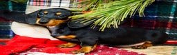 Miniature Dachshund dogs for sale: Roger - Ad 6