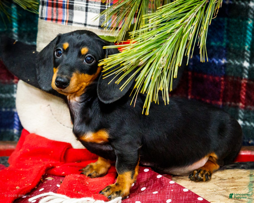 Miniature Dachshund dogs for sale: Roger - Ad 6