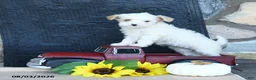 Maltipoo dogs for sale: Dixie - Ad 2