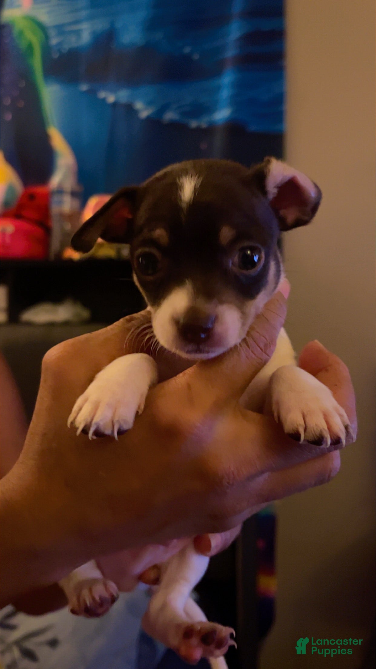 Mixed Breed dogs for sale: Mixed Breed 3 - Ad 41