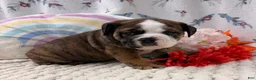 English Bulldog dogs for sale: Lance - Ad 3