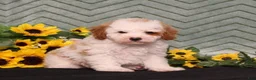 Miniature Poodle dogs for sale: Yale - Ad 1