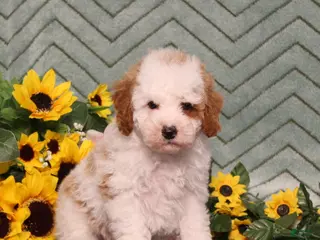Miniature Poodle dogs for sale: Yale - Ad 1